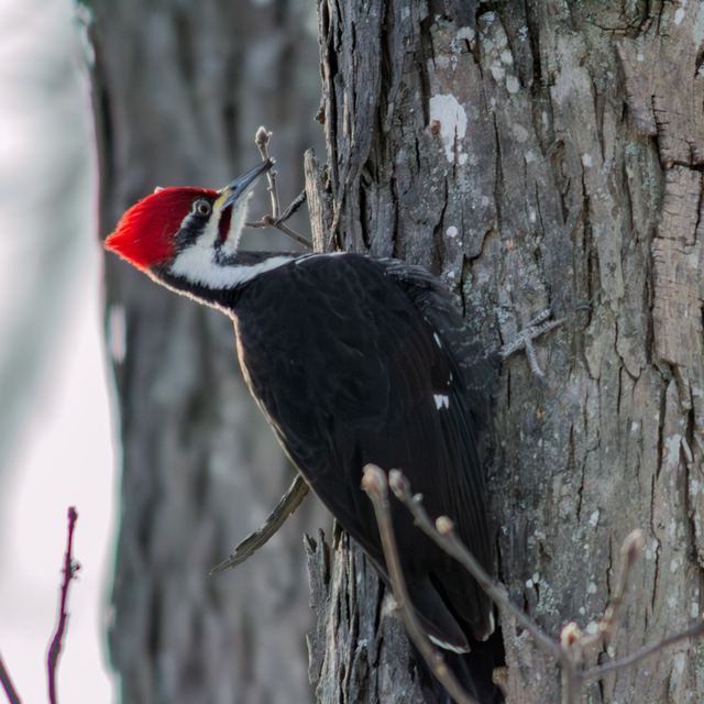 Pileated Woodpecker