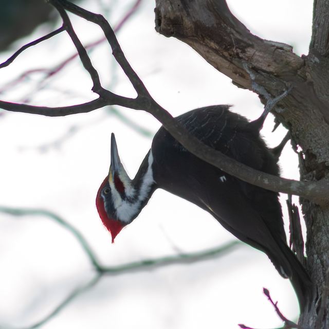 Pileated Woodpecker