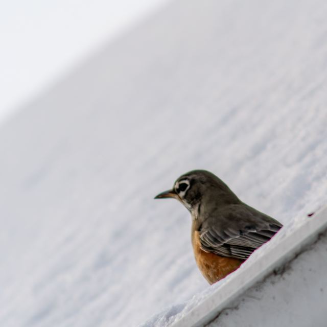 American Robin