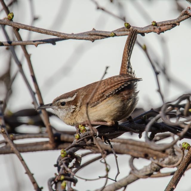Carolina Wren