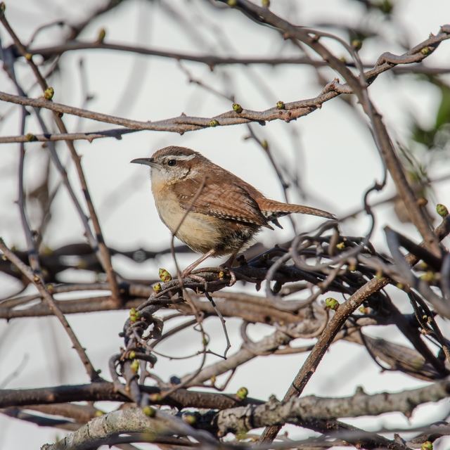 Carolina Wren