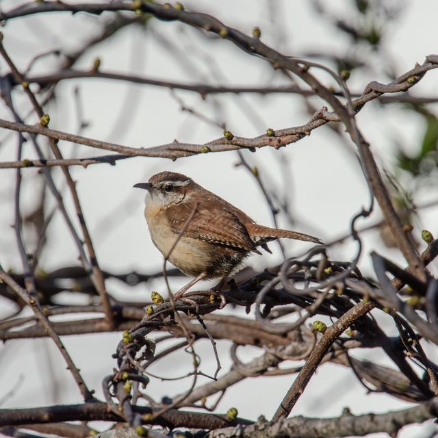 Carolina Wren