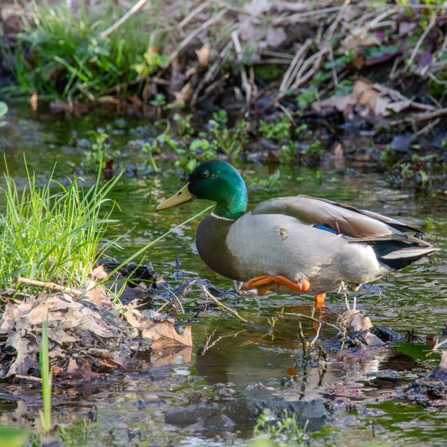 Mallard