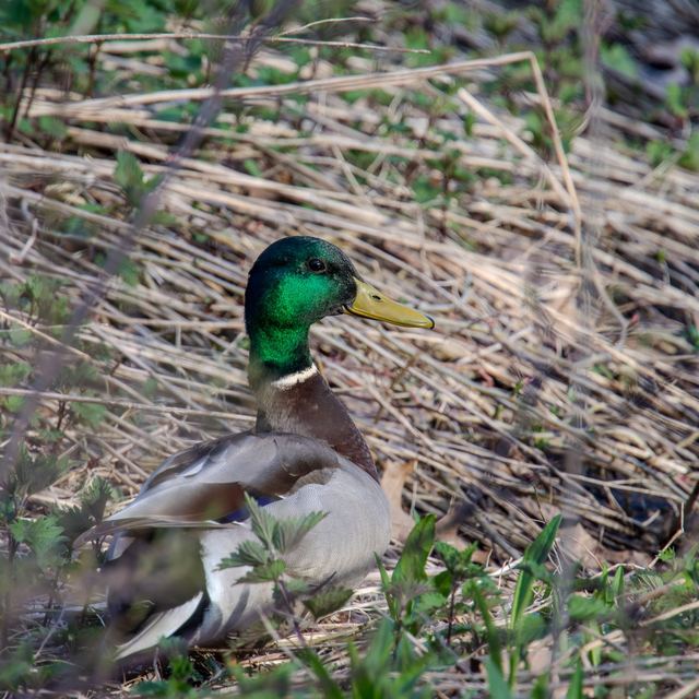 Mallard