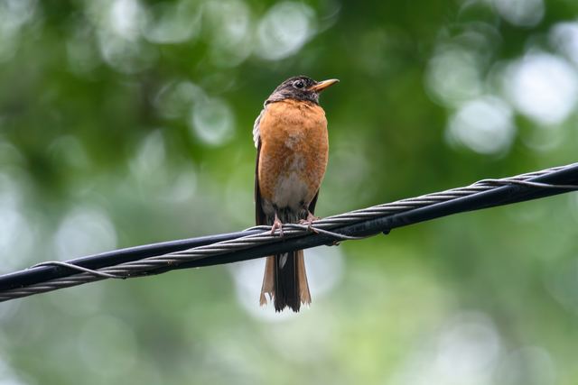 American Robin