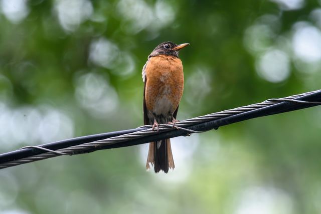 American Robin