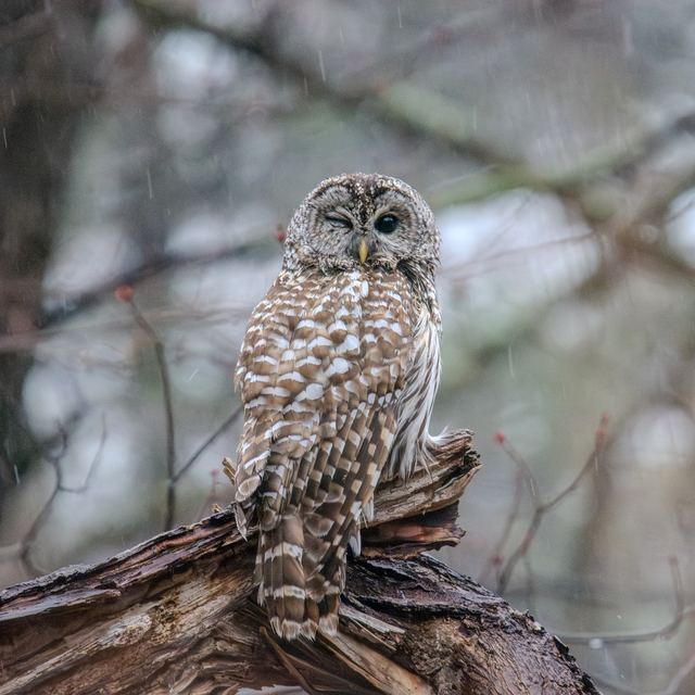 Barred Owl
