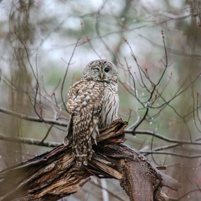 Barred Owl