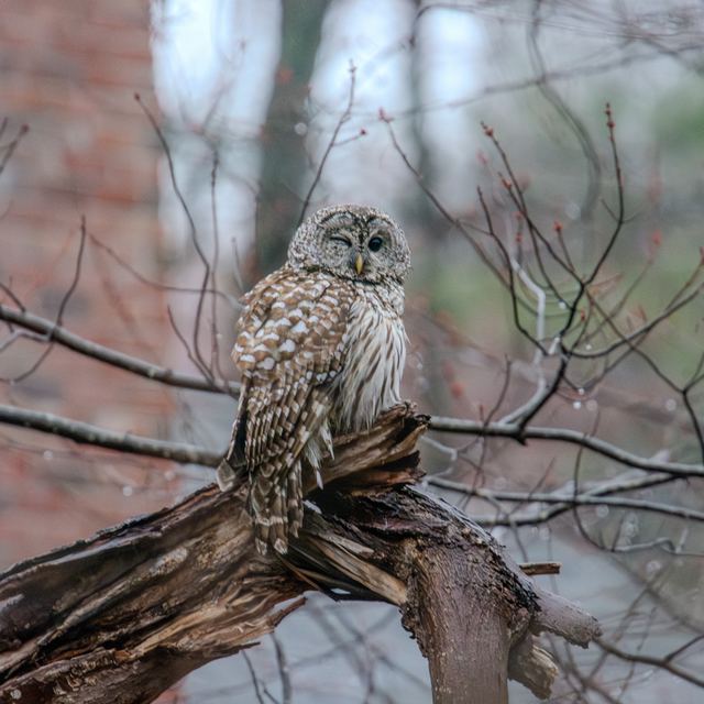 Barred Owl