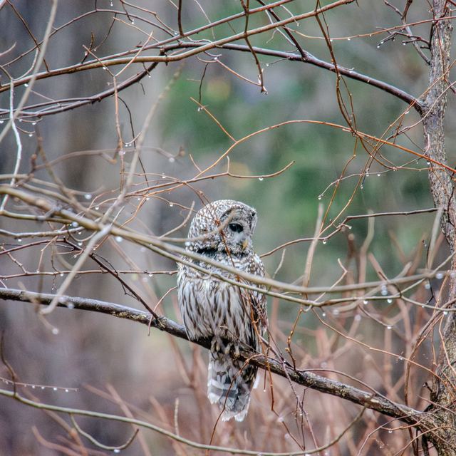 Barred Owl