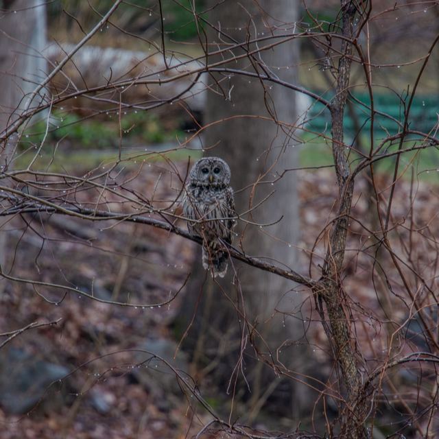 Barred Owl