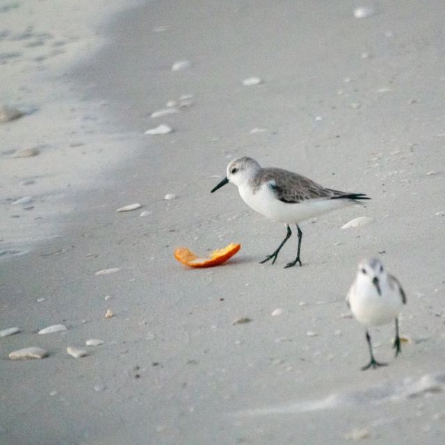 Sanderling