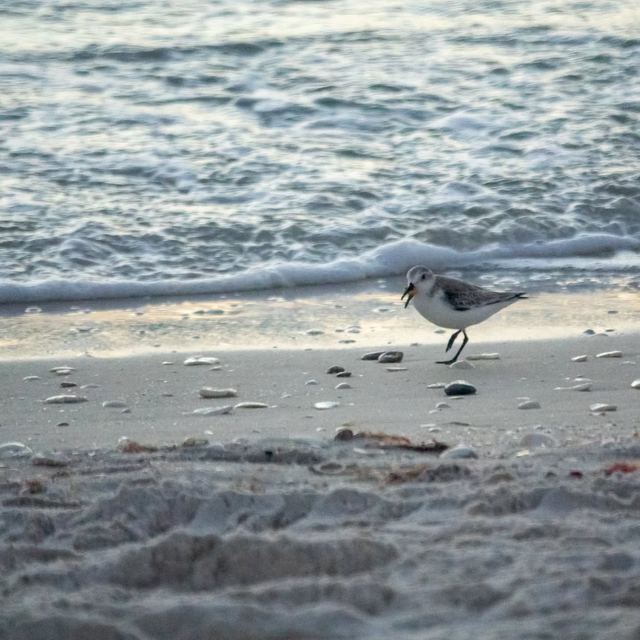 Sanderling