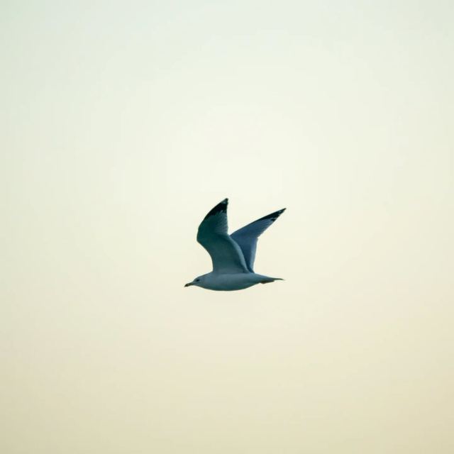 Ring-billed Gull
