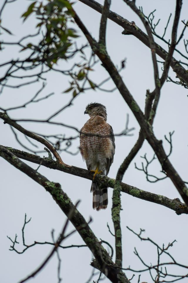 Cooper's Hawk