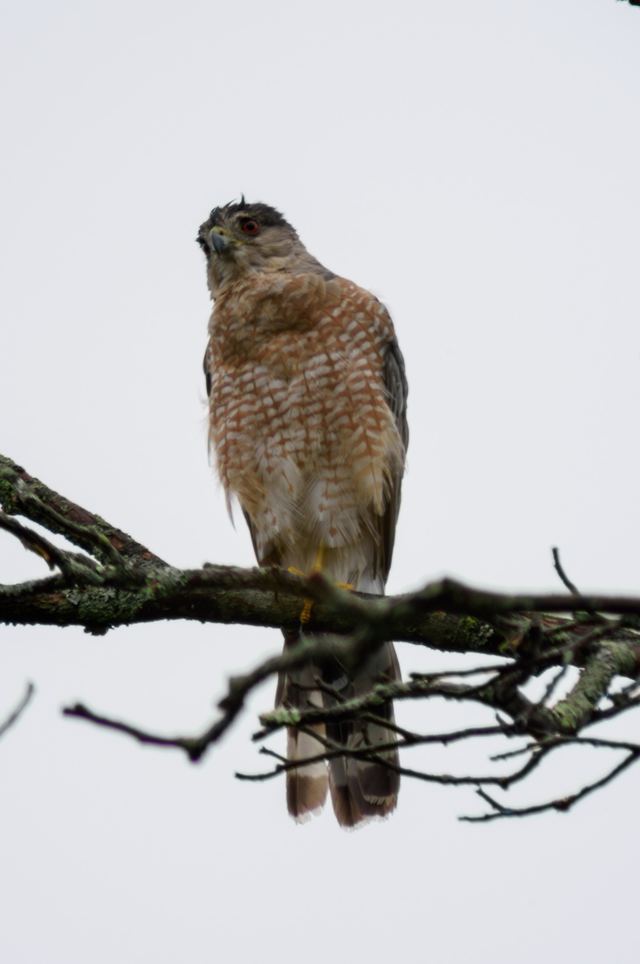 Cooper's Hawk