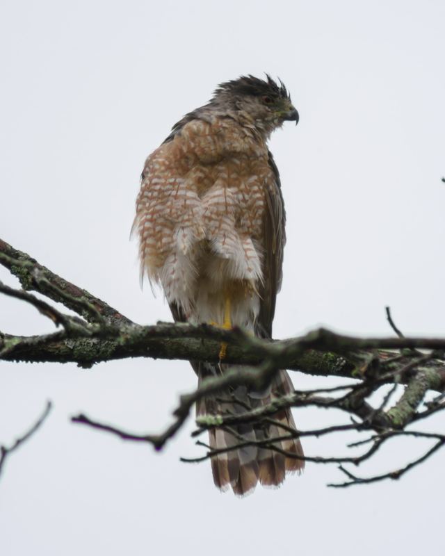 Cooper's Hawk