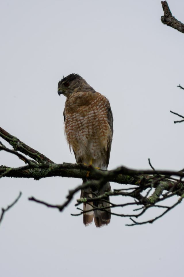 Cooper's Hawk
