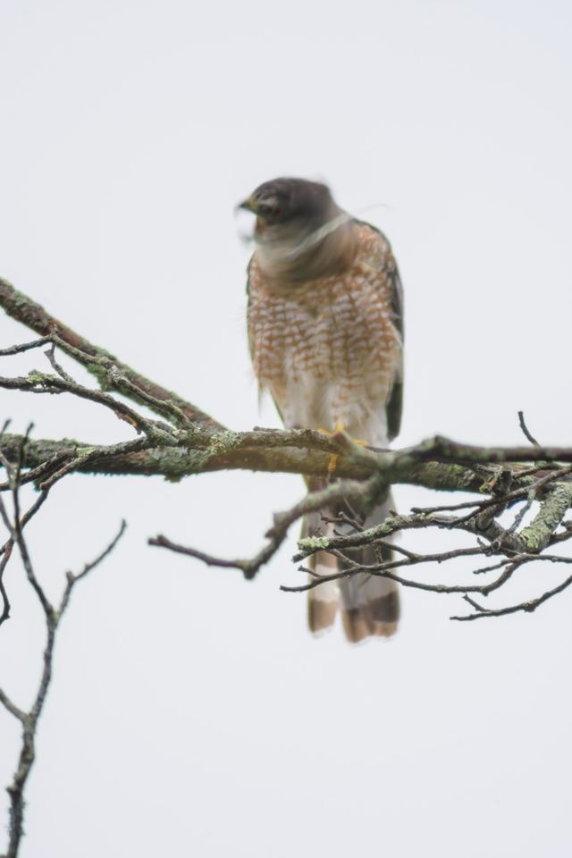 Cooper's Hawk