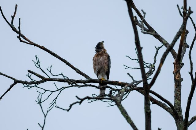 Cooper's Hawk