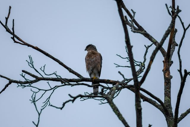 Cooper's Hawk