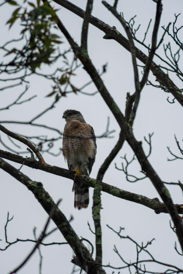 Cooper's Hawk