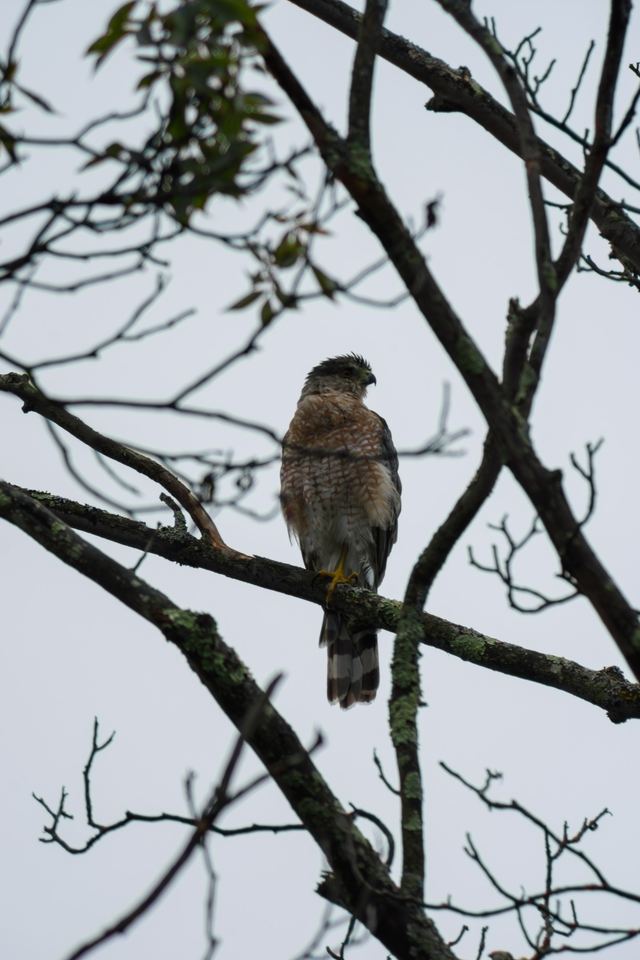 Cooper's Hawk