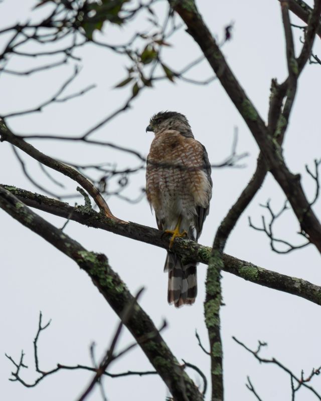 Cooper's Hawk
