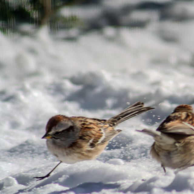 American Tree Sparrow
