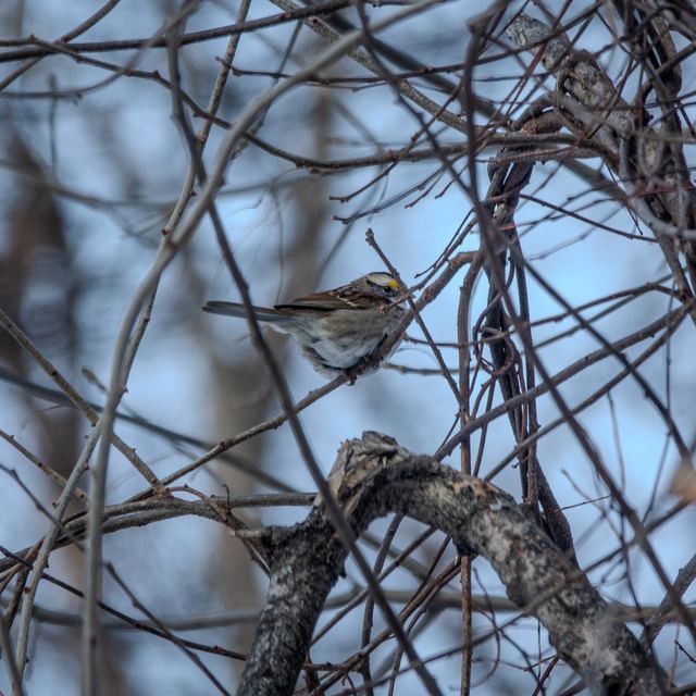 White-throated Sparrow