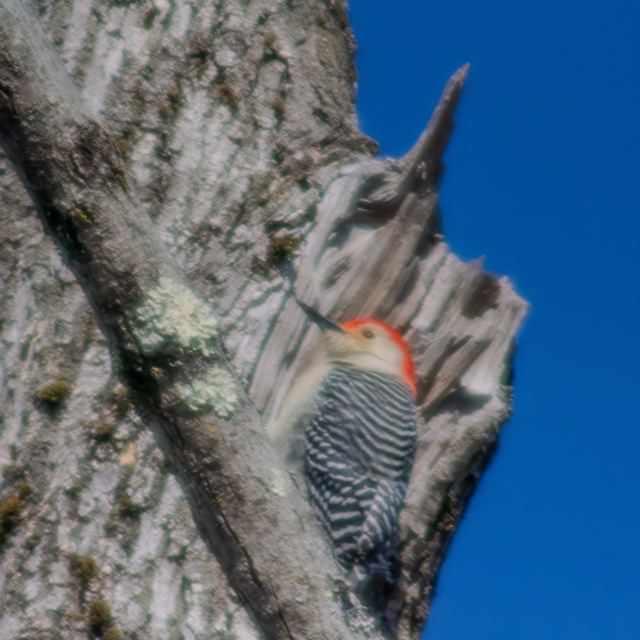 Red-bellied Woodpecker