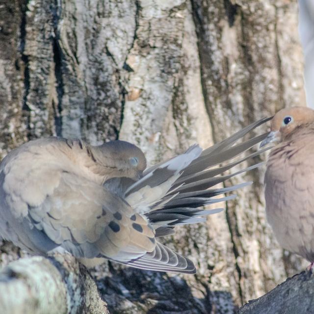 Mourning Dove