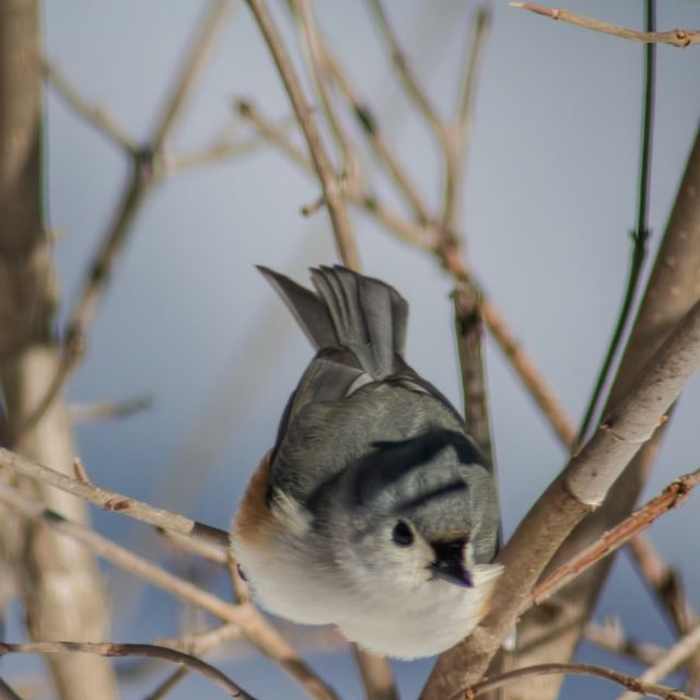 Tufted Titmouse
