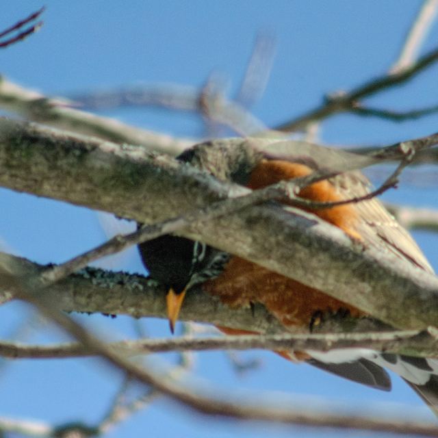 American Robin