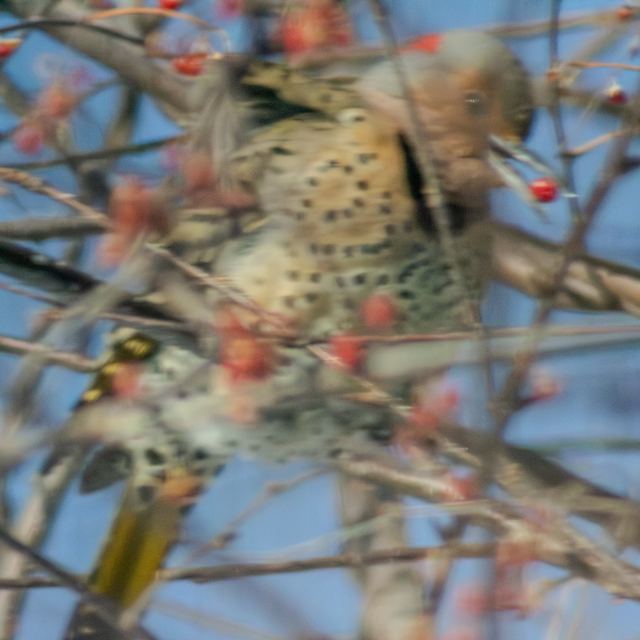 Northern Flicker