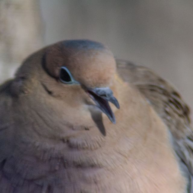 Mourning Dove