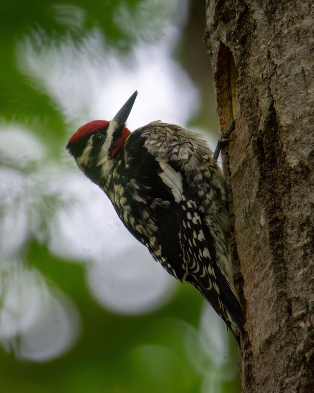 Yellow-bellied Sapsucker