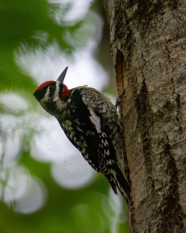 Yellow-bellied Sapsucker