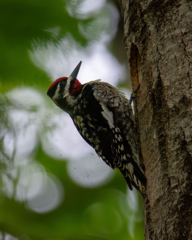 Yellow-bellied Sapsucker