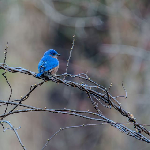 Eastern Bluebird