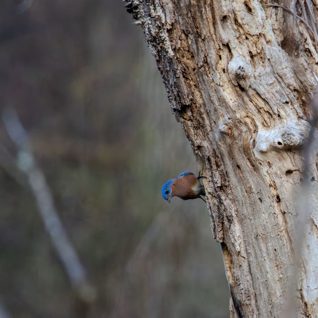 Eastern Bluebird