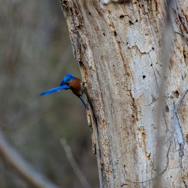 Eastern Bluebird