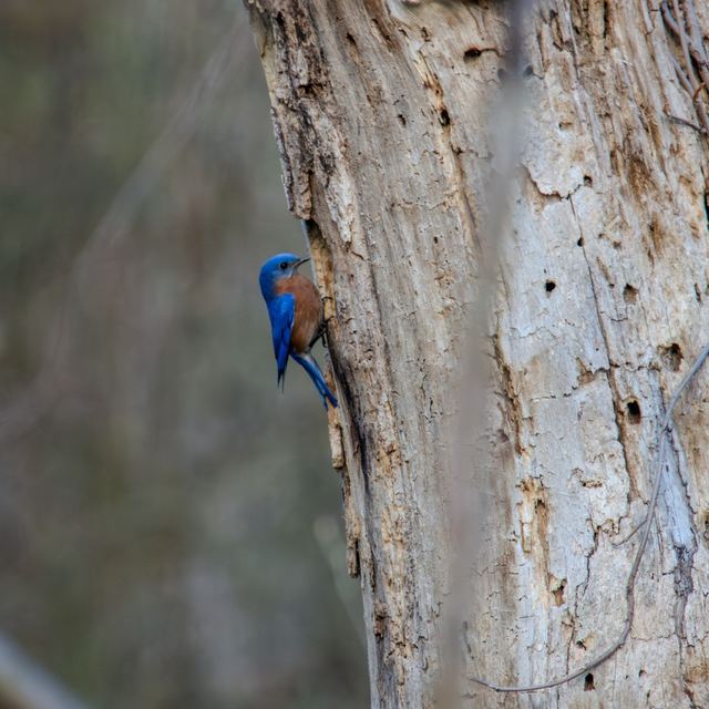 Eastern Bluebird