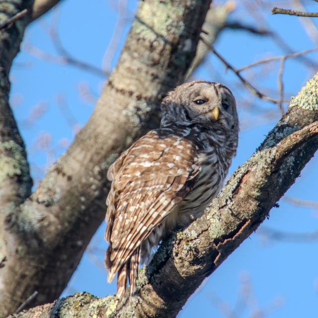 Barred Owl