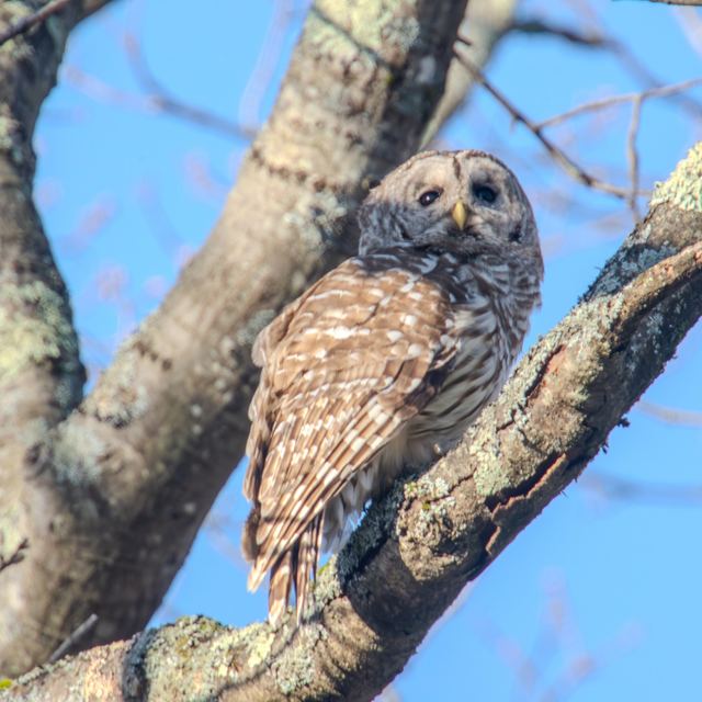 Barred Owl