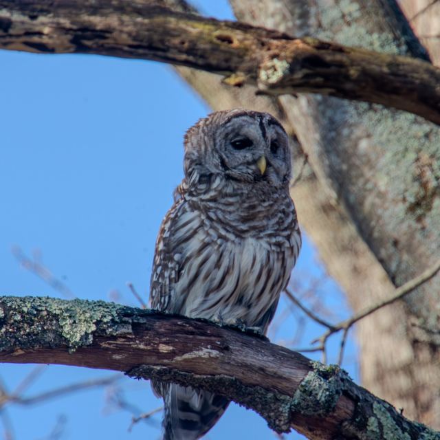 Barred Owl