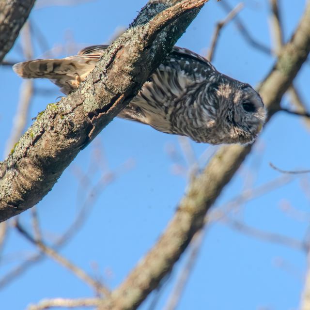 Barred Owl