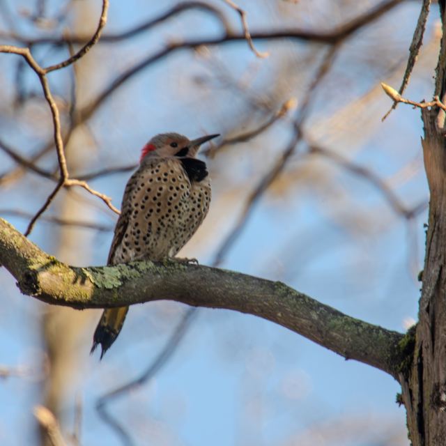 Northern Flicker