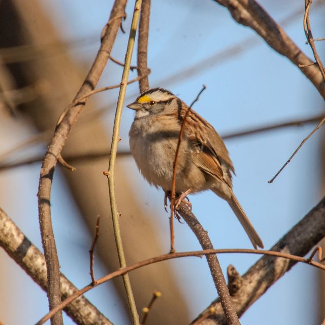 White-throated Sparrow