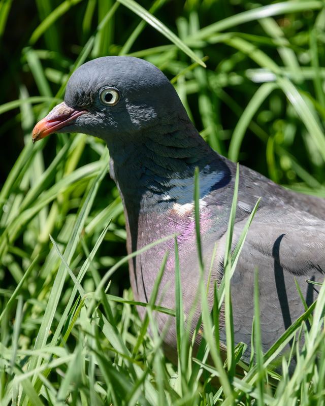Common Wood Pigeon